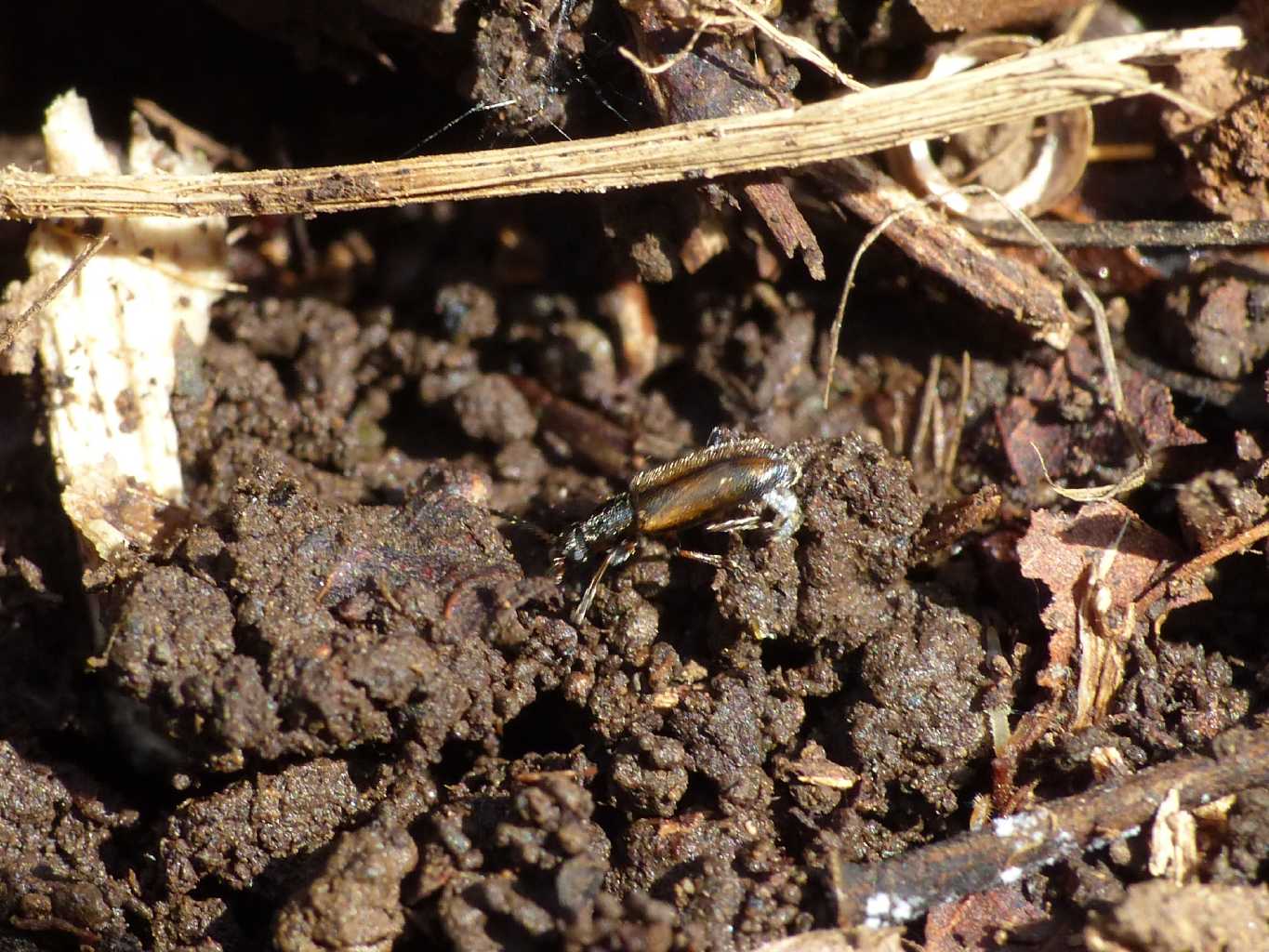 Chrysomelidae: Orsodacne humeralis (= lineola?)